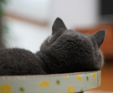 Cat scratch bowl/bed/ scratcher