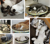 Cat scratch bowl/bed/ scratcher